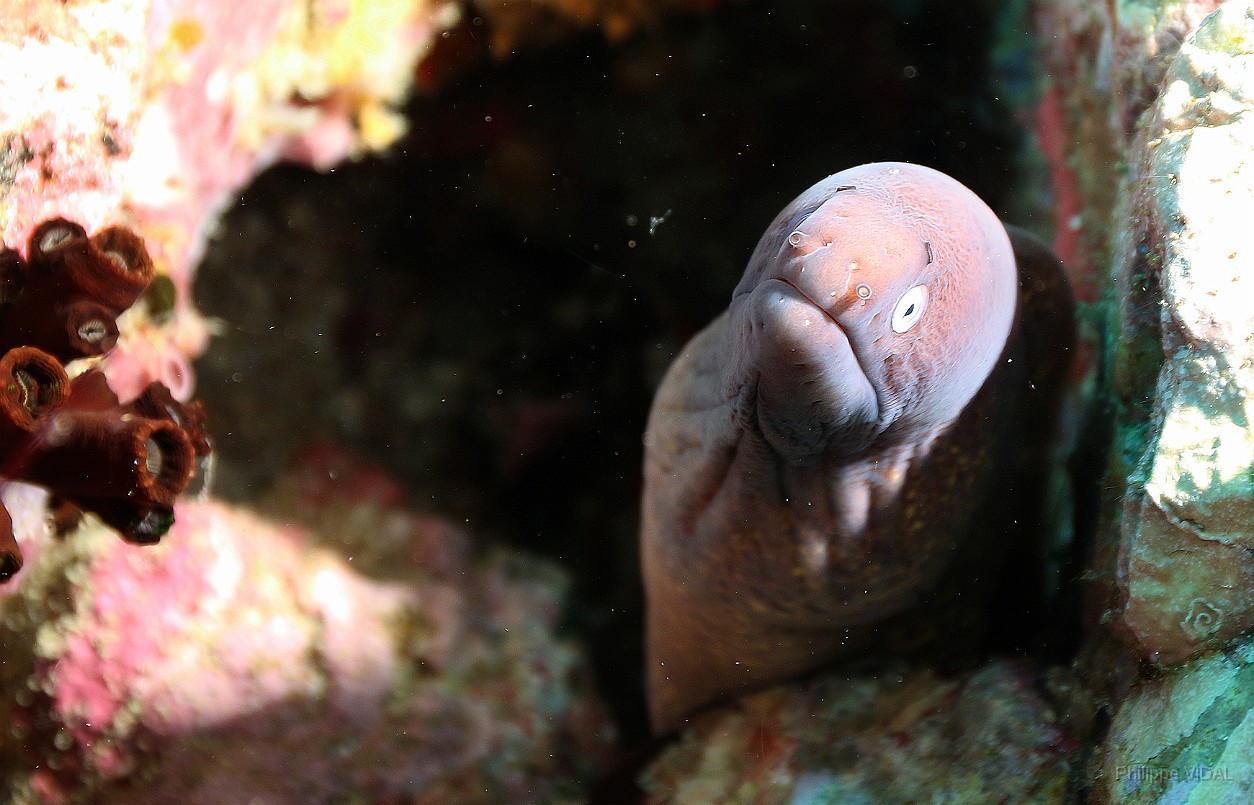 Thailand 2015 - Ko Tao - Murene a oeil blanc - Siderea thysoidea _IMG_3556_rc.jpg